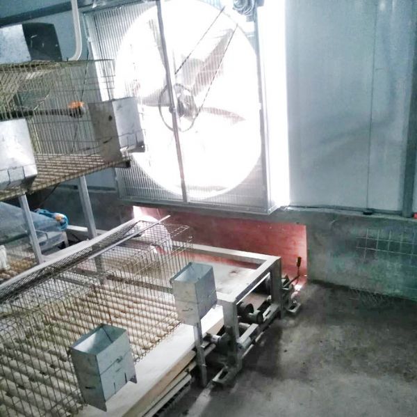 兔用自動清糞機