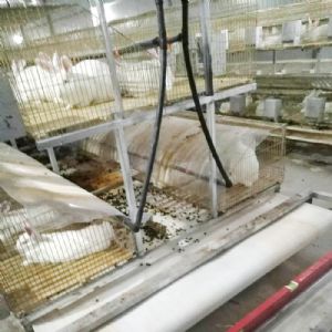 兔用自動清糞機(jī)